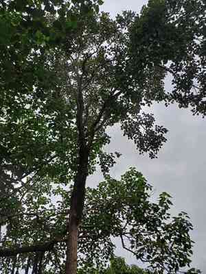 Red sandalwood(Pterocarpus santalinus)