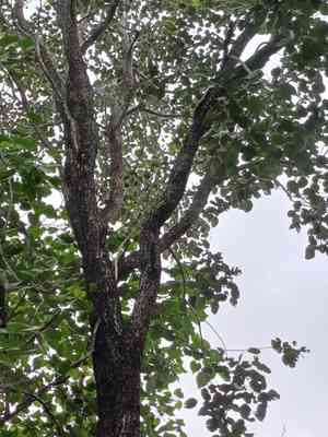 Red sandalwood(Pterocarpus santalinus)