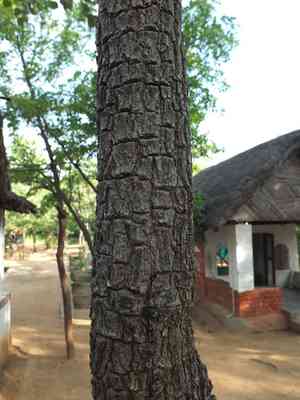 Red sandalwood(Pterocarpus santalinus)