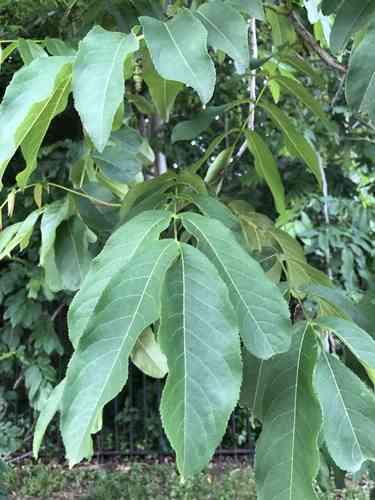 Chinese wingnut(Pterocarya stenoptera)