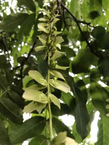 Chinese wingnut(Pterocarya stenoptera)