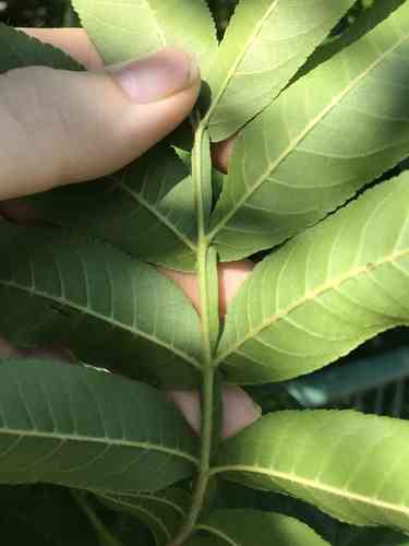 Chinese wingnut(Pterocarya stenoptera)