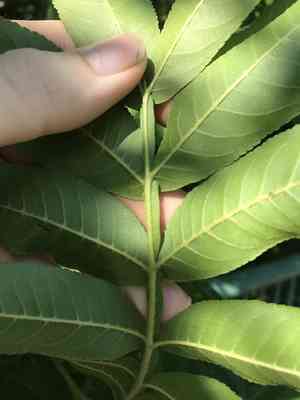 Chinese wingnut(Pterocarya stenoptera)