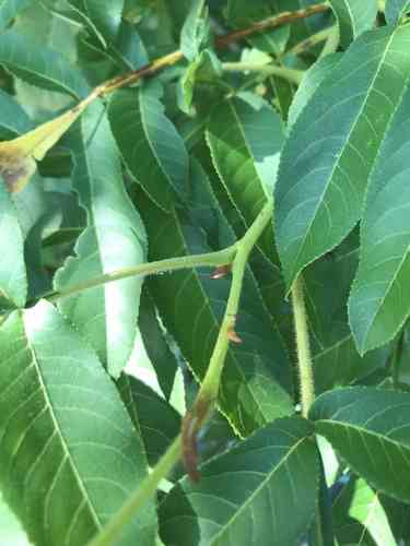 Chinese wingnut(Pterocarya stenoptera)