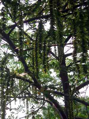 Chinese wingnut(Pterocarya stenoptera)