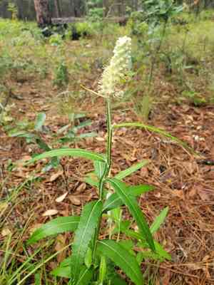 Dense-spike blackroot(Pterocaulon pycnostachyum)