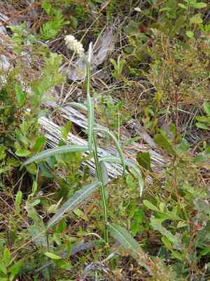 Dense-spike blackroot(Pterocaulon pycnostachyum)