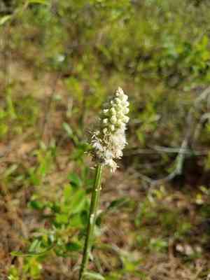 Dense-spike blackroot(Pterocaulon pycnostachyum)