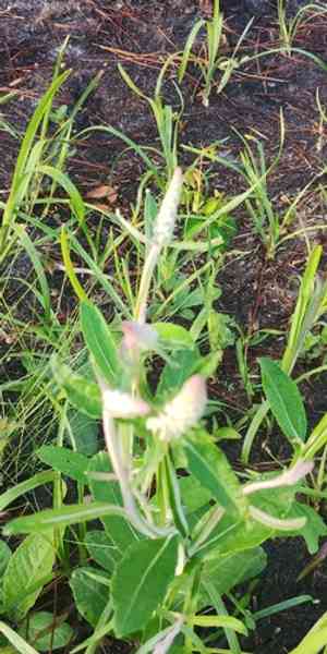 Dense-spike blackroot(Pterocaulon pycnostachyum)