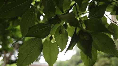 Blue sandalwood(Pteroceltis tatarinowii)