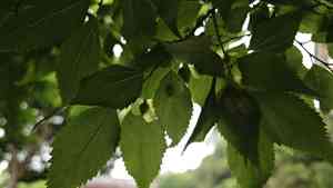 Blue sandalwood(Pteroceltis tatarinowii)
