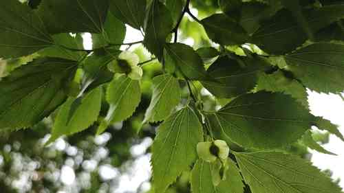 Blue sandalwood(Pteroceltis tatarinowii)
