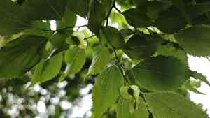 Blue sandalwood(Pteroceltis tatarinowii)