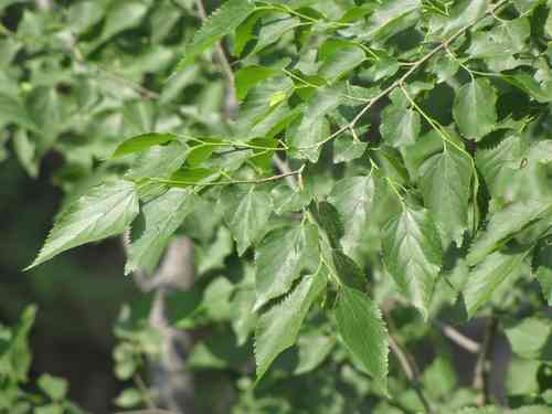 Blue sandalwood(Pteroceltis tatarinowii)