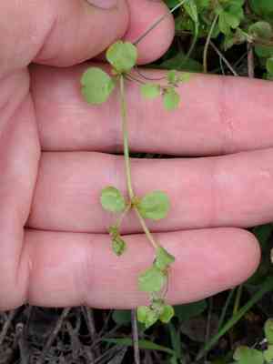 Woodland pterostegia(Pterostegia drymarioides)