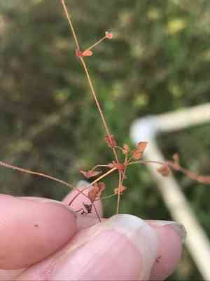 Woodland pterostegia(Pterostegia drymarioides)