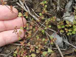 Woodland pterostegia(Pterostegia drymarioides)