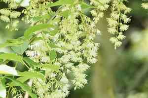Fragrant epaulette tree(Pterostyrax hispidus)