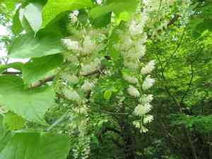 Fragrant epaulette tree(Pterostyrax hispidus)