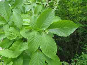 Fragrant epaulette tree(Pterostyrax hispidus)