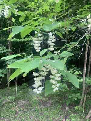 Fragrant epaulette tree(Pterostyrax hispidus)