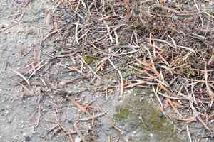 Ovate pterygoneurum moss(Pterygoneurum ovatum)