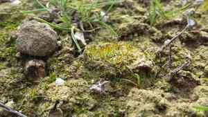 Ovate pterygoneurum moss(Pterygoneurum ovatum)