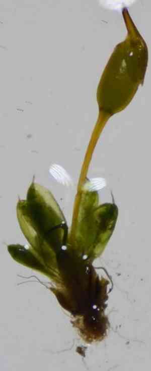Ovate pterygoneurum moss(Pterygoneurum ovatum)