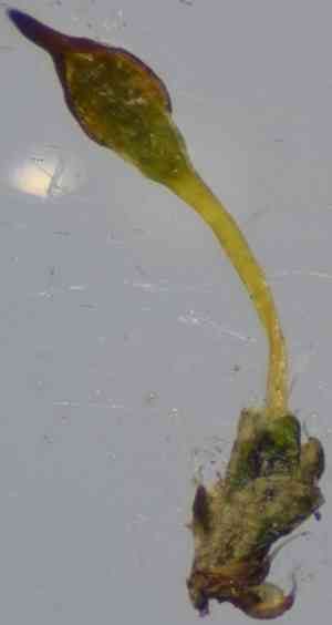 Ovate pterygoneurum moss(Pterygoneurum ovatum)