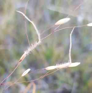 Colorado false needle grass(Ptilagrostis mongholica)