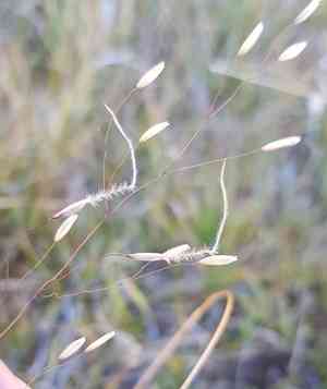 Colorado false needle grass(Ptilagrostis mongholica)