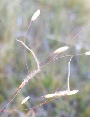 Colorado false needle grass(Ptilagrostis mongholica)
