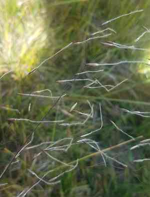 Colorado false needle grass(Ptilagrostis mongholica)