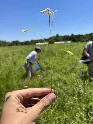 Laceflower(Ptilimnium nuttallii)