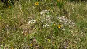 Laceflower(Ptilimnium nuttallii)