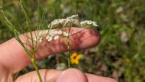 Laceflower(Ptilimnium nuttallii)