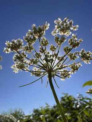 Laceflower(Ptilimnium nuttallii)