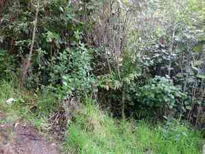 King fern(Ptisana salicina)