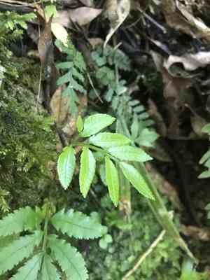 King fern(Ptisana salicina)