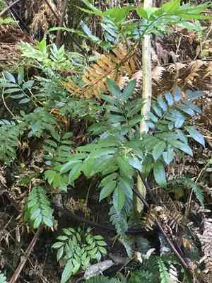 King fern(Ptisana salicina)