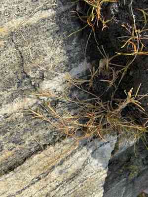 Creeping alkaligrass(Puccinellia phryganodes)
