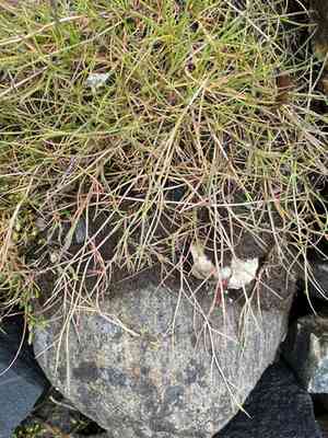 Creeping alkaligrass(Puccinellia phryganodes)