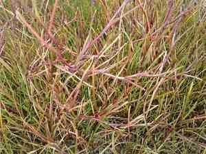 Creeping alkaligrass(Puccinellia phryganodes)