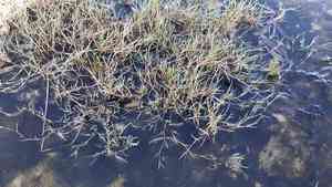 Creeping alkaligrass(Puccinellia phryganodes)