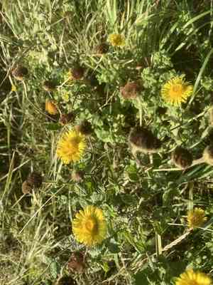 Common fleabane(Pulicaria dysenterica)