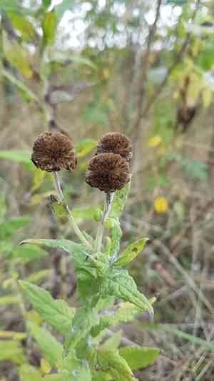 Common fleabane(Pulicaria dysenterica)