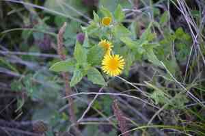 Common fleabane(Pulicaria dysenterica)