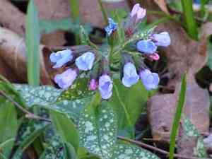Common lungwort(Pulmonaria officinalis)