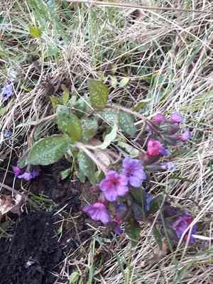 Common lungwort(Pulmonaria officinalis)