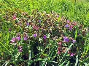 Common lungwort(Pulmonaria officinalis)